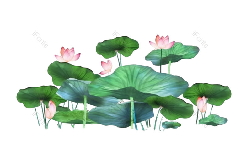 装饰图片,端午元素,荷花PNG,夏天免抠素材
